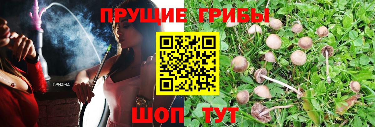 купить   Галлюциногенные грибы MAGIC MUSHROOMS  Галлюциногенные грибы мицелий  Вход с VPN  Тюмень 